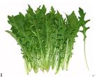供应芝麻菜种子